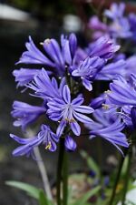 Agapanthus Charlotte (PBR) bright dark blue flowers excellent garden plant ex 2L