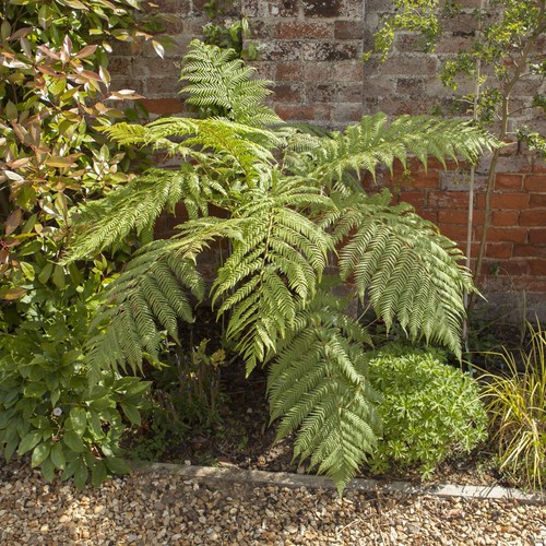 Tree fern potter with - tree,