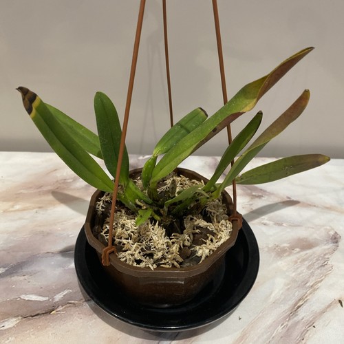 Cattleya noid orchid plant - noid,