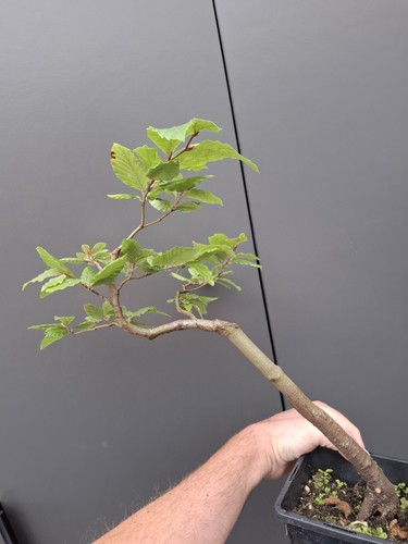 Part trained beech bonsai tree - trained,