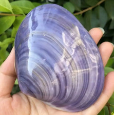 Large Purple Clam Natural Seashell Rare Real Beach Aquarium Home Deco 3" Inch