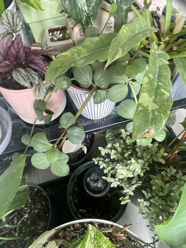 Ultimate house plant - ultimate,