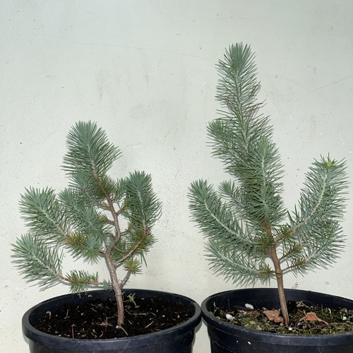 Stone pine bonsai - stone, 2