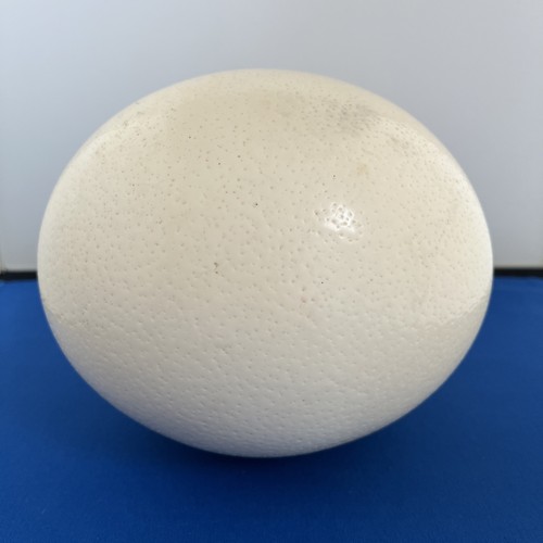 Large ostrich egg approx 18cm - approx,