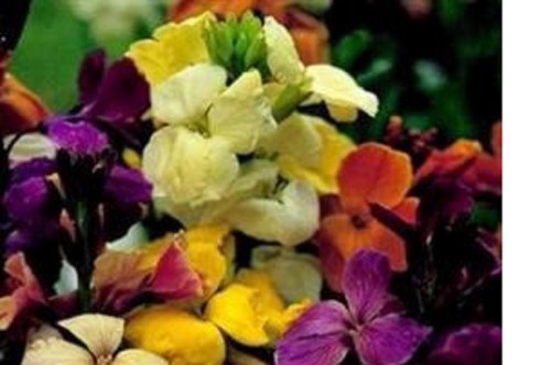 Wallflower medium - x,