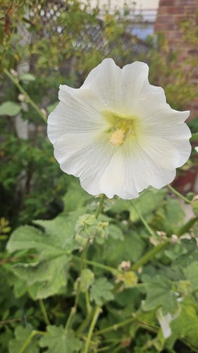 Wild pollinated hollyhock - pollinated,
