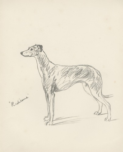 Greyhound vintage 1937 - greyhound,