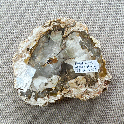 Polished petrified wood slice - petrified,