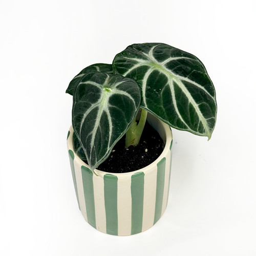 Alocasia reginula ninja - alocasia,