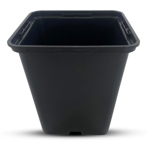 9cm rigid square plant - rigid,