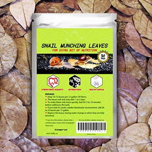 Pack catappa indian almond - 50,