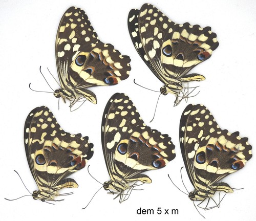 Butterfly papilionidae 5 x - 5,