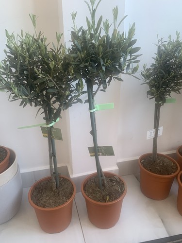 Olive tree out - out, door