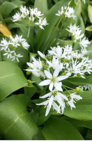 Wild garlic bulbs the - garlic, green