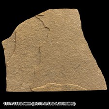 Palaeospondylus gunni Fossil