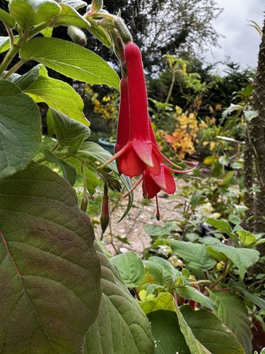 Fuchsia speciosa plug plants - plug,