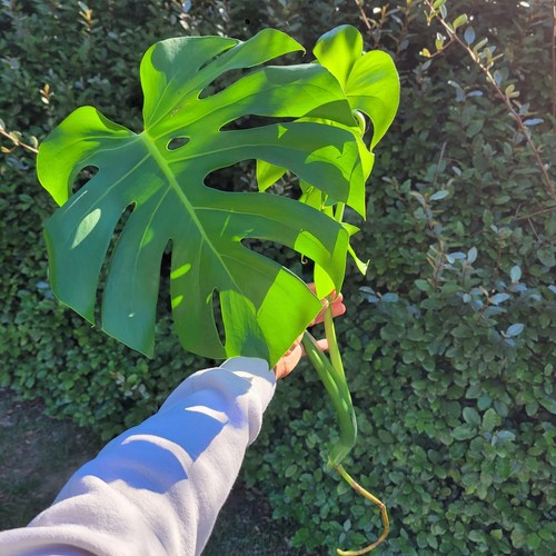 Large monstera deliciosa - large,