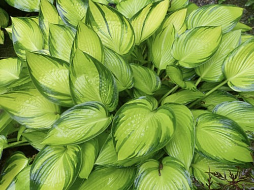 Hosta june fever pot - fever,