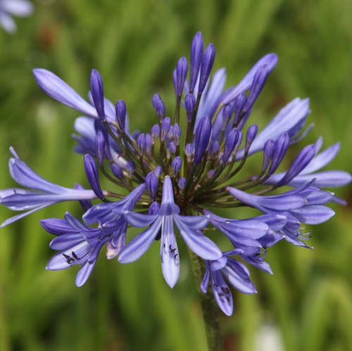 Agapanthus africanus blue - agapanthus,