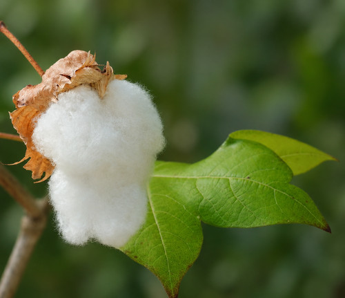 Gossypium barbadense seeds - barbadense,