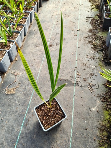 Trachycarpus ukhrulensis 11 - trachycarpus,