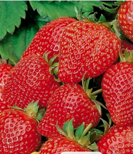 Strawberries strawberry plants - strawberries,