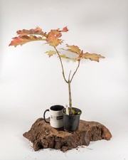 American Red Oak Pre Bonsai