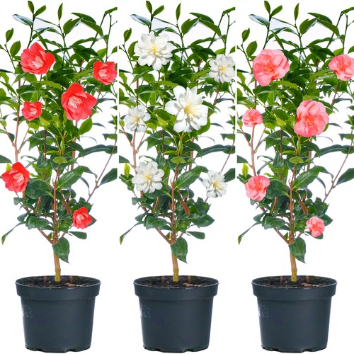 Camellia shrubs premium - |,