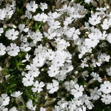 Phlox plug plants - , white