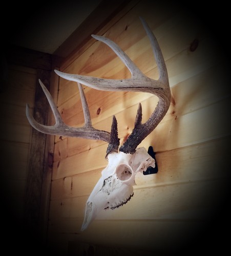 European skull mount - european,