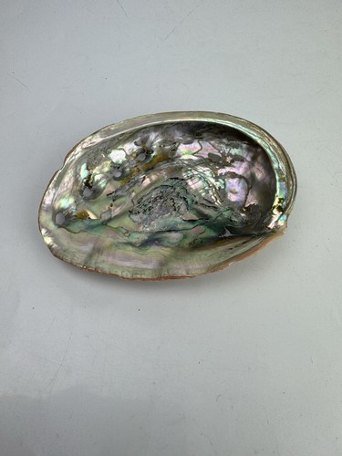 Small natural abalone shell - small,