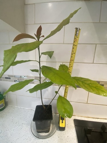 Avocado seedling - avocado, (persea)