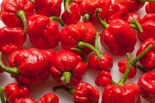 Trinidad Moruga Scorpion Super