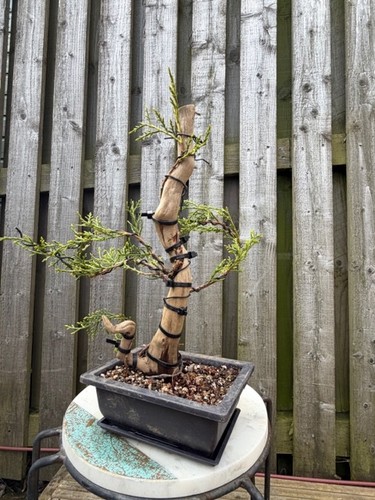 Juniper tanuki bonsai 30cm - juniper,