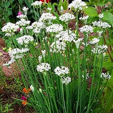 WILD GARLIC HERB ALLIUM URSINUM RAMSONS WILD FLOWER NATURAL SEED 50 SEEDS