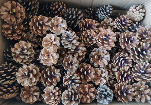 200 natural quality - natural,