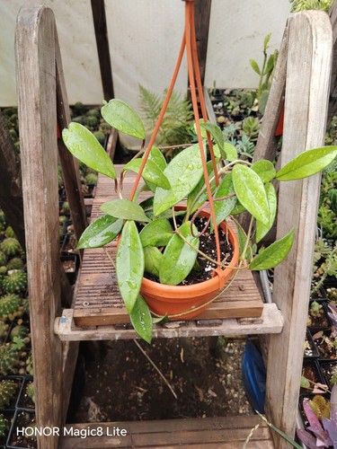 Hoya carnosa with - hoya,