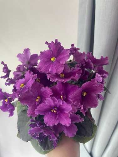 African violets two - two, freshly