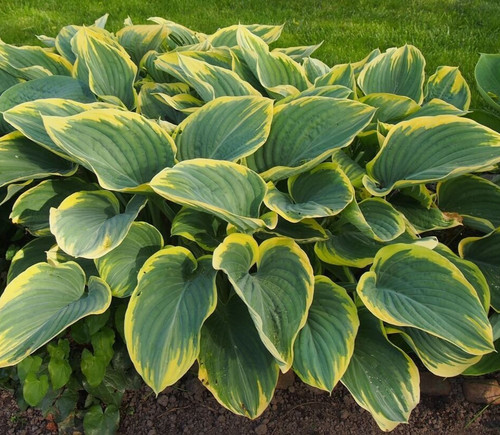 Hosta green patriot - hosta,,