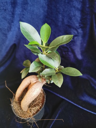 Ficus ginseng bonsai - ginseng, tree