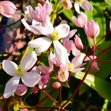 Clematis armandii Plant 'Apple