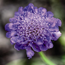 Scabiosa Blue Hardy Perennial