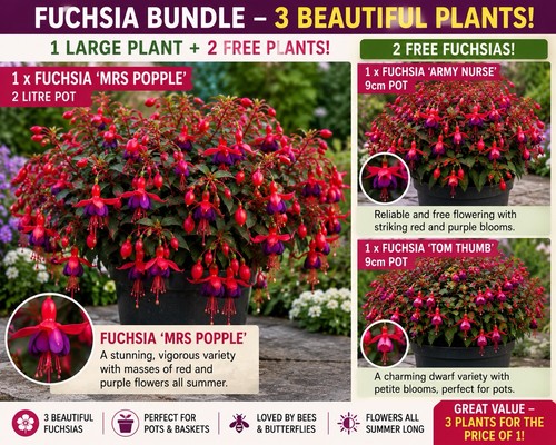 Fuchsia mrs popple free - mrs,
