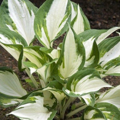 Pack hosta fire and - hosta, ice'