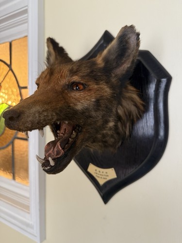 Taxidermy fox head - fox,