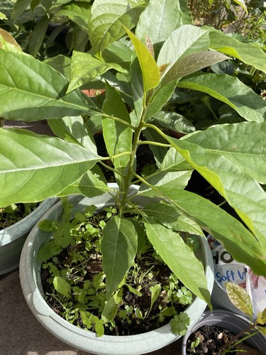 Avocado seedling - avocado,