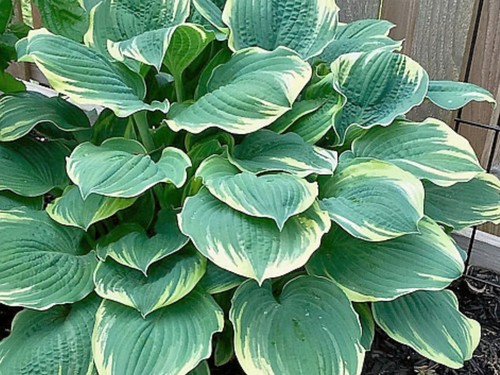 Hosta inspire greatness pot - greatness, (pot