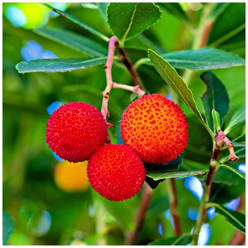 Strawberry tree arbutus - tree,
