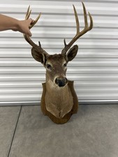 Vintage White-Tailed Deer Taxidermy Shoulder Mount on Wooden Plaque Rustic Decor