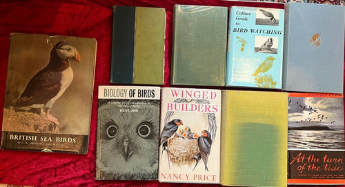 Collection vintage bird - collection,